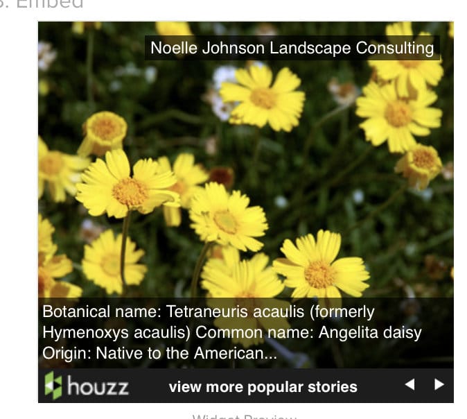 Angelita Daisy Adds Year Round Blooms