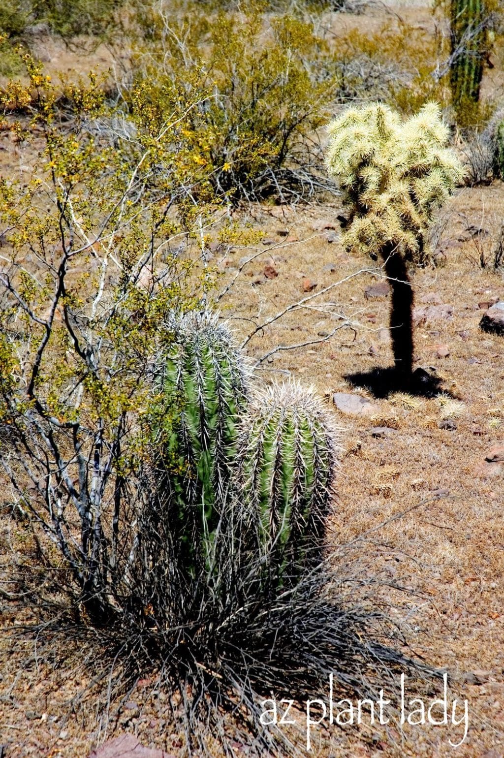 Why Do Cactus Have Spines ? Ramblings from a Desert Garden