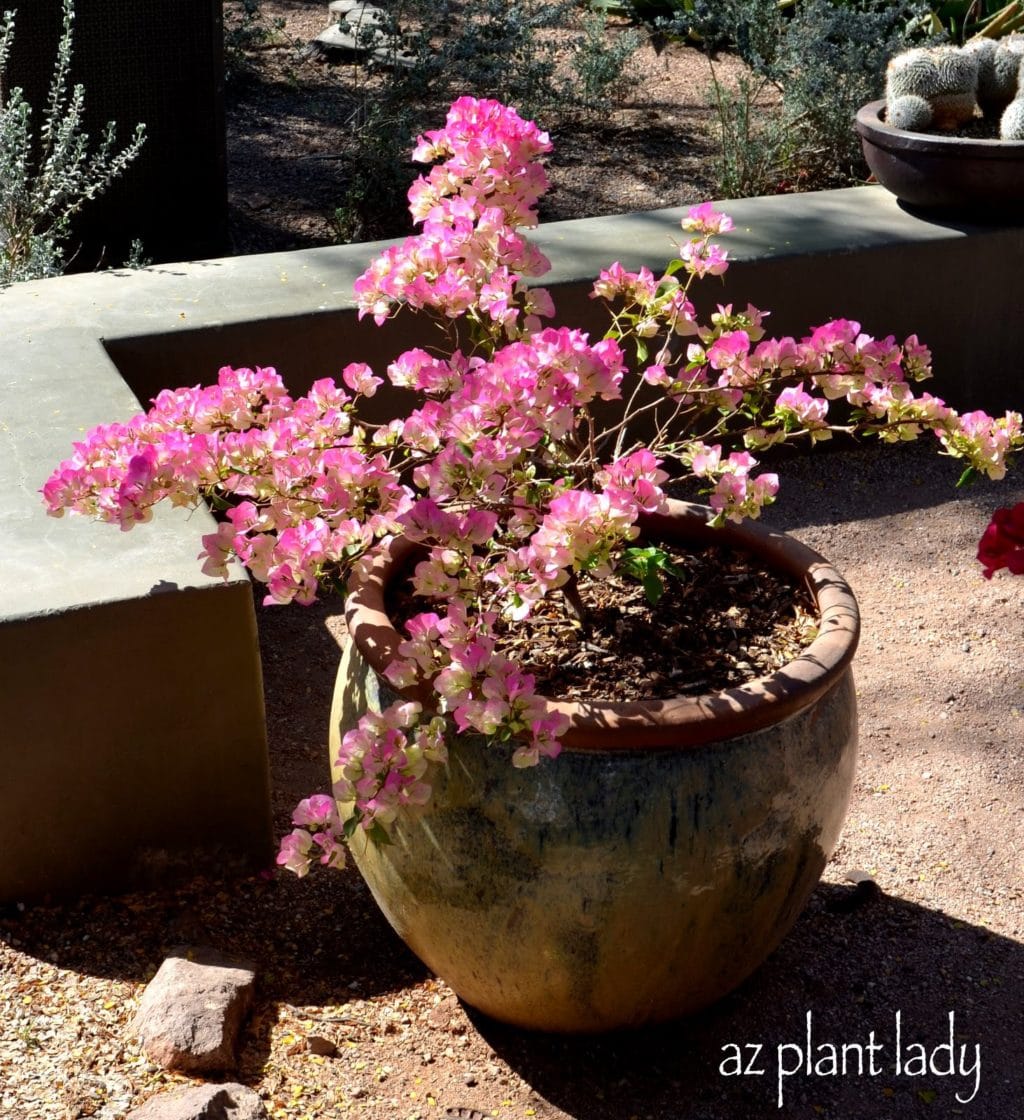 pale pink bougainvillea in container