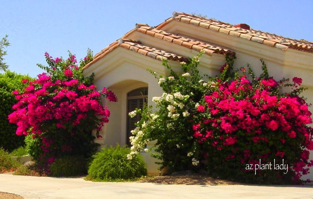 large bougainvillea in front of a southwest home