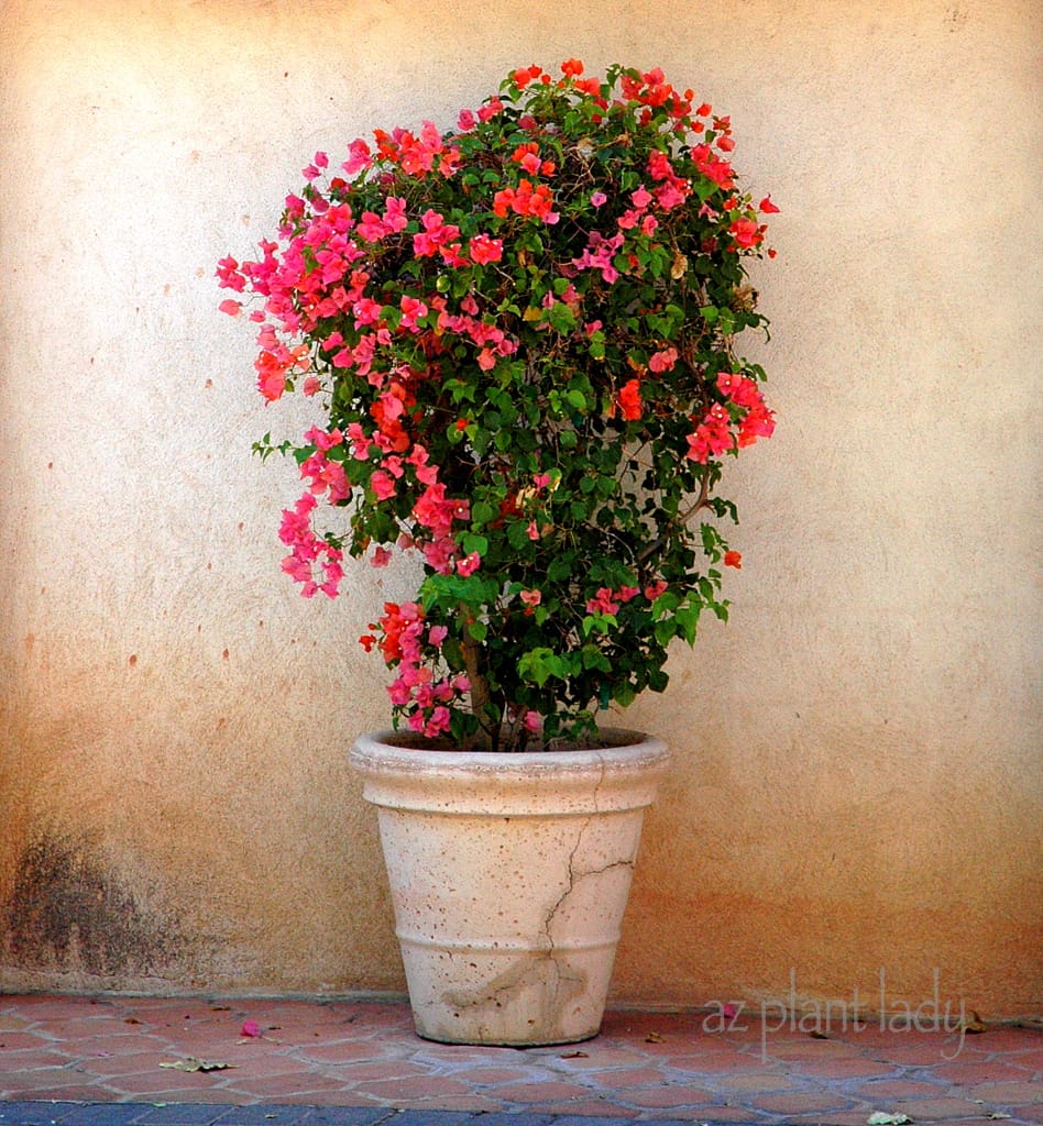 Grow Bougainvillea in Pot or container