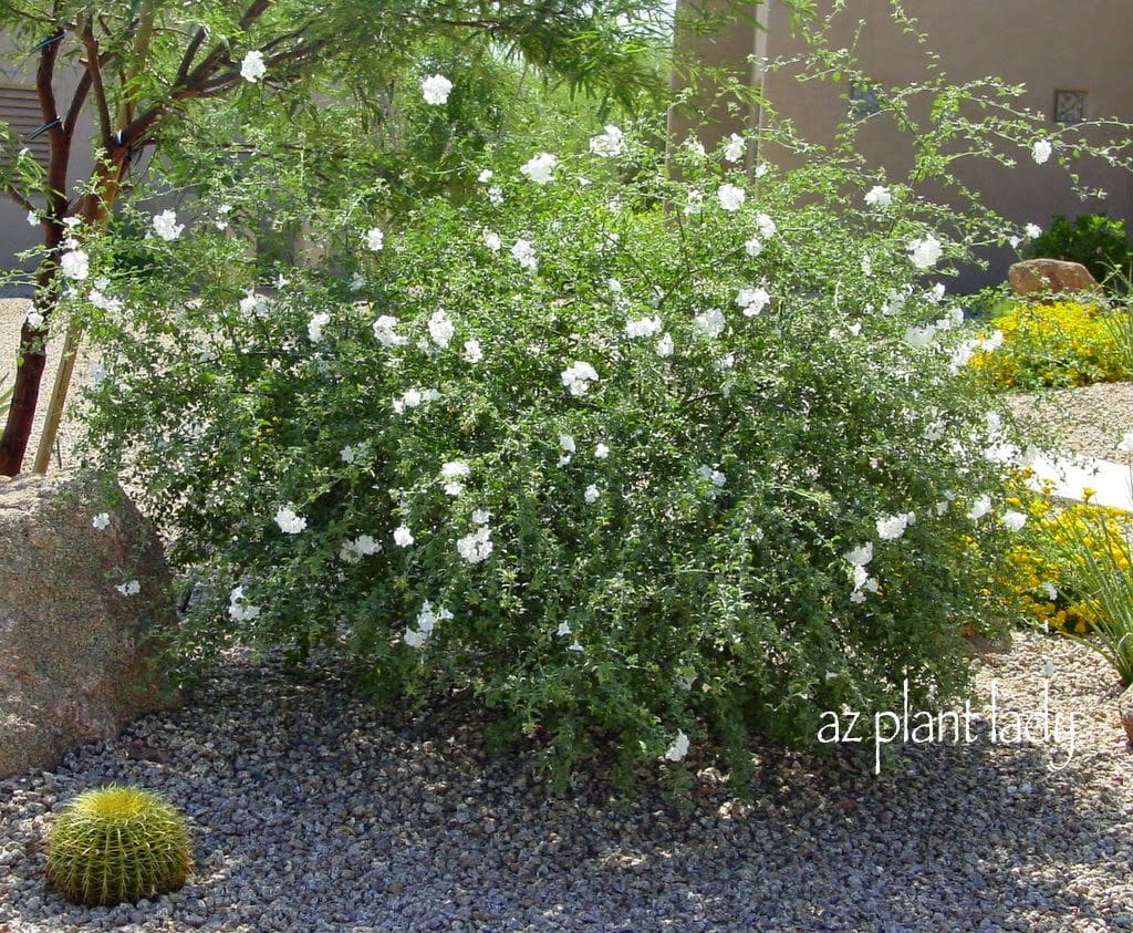Help For Red Tip Bush Tree
