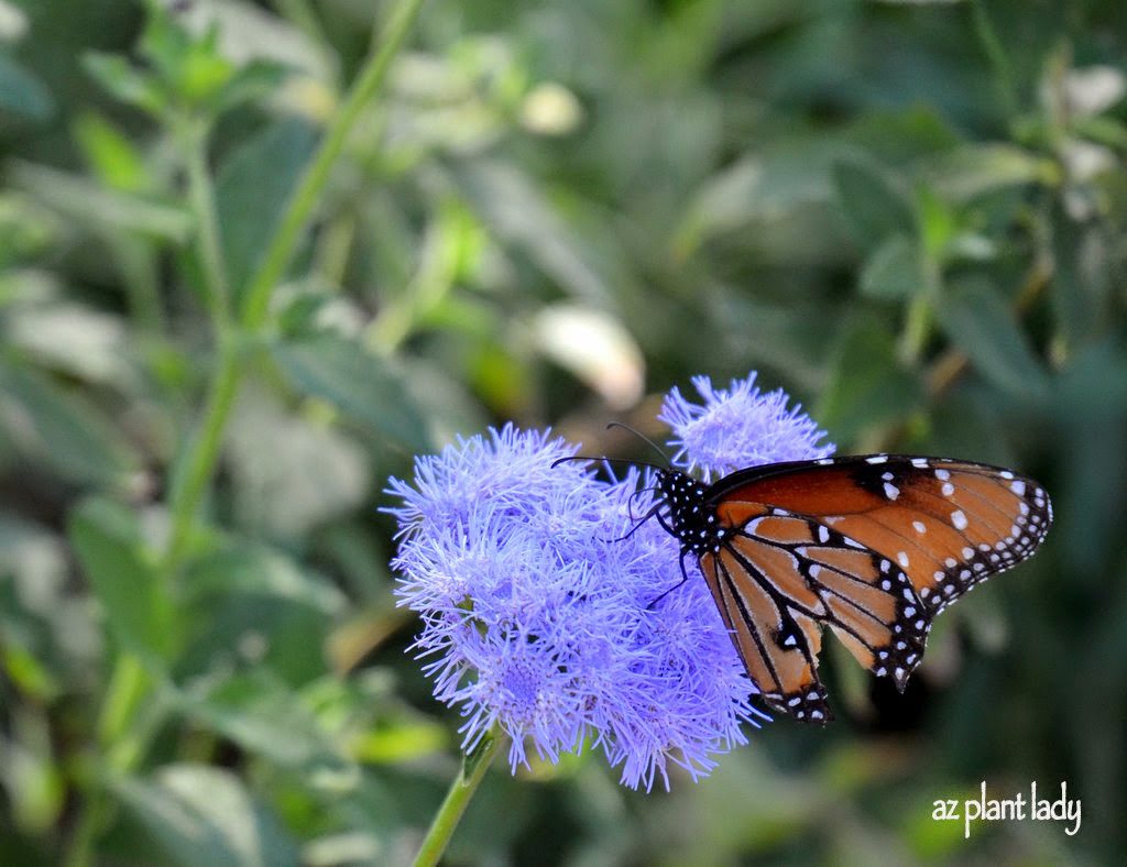 Butterfly Gardening For The Southwest Garden Ramblings From A