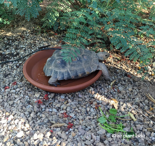 our desert tortoise (Aesop)