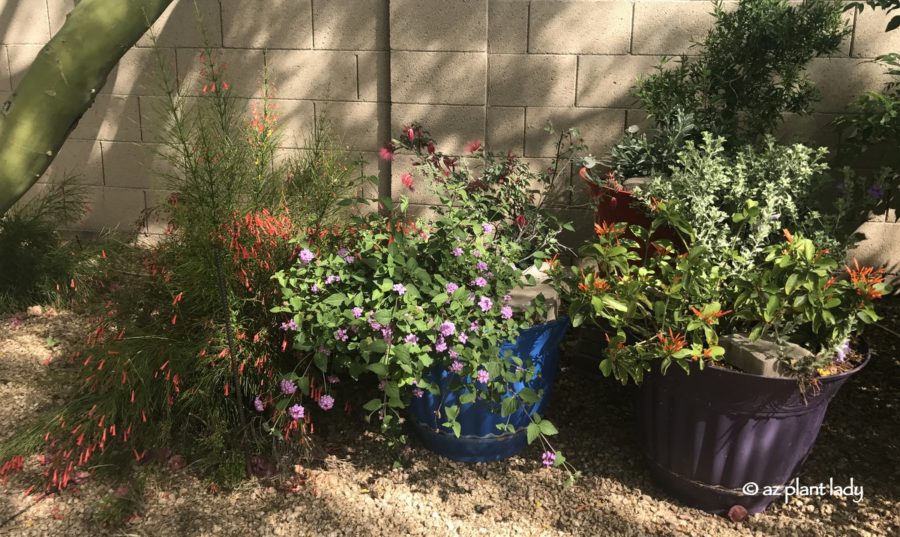 Tour of AZ Plant Lady�s Garden Part 3 Ramblings from a