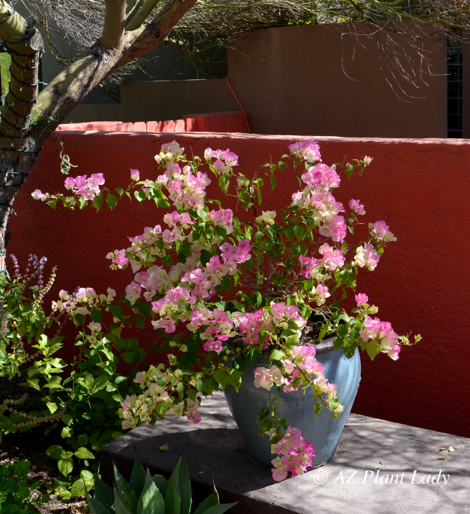 pale pink and white bougainvillea flowers in blue pot
