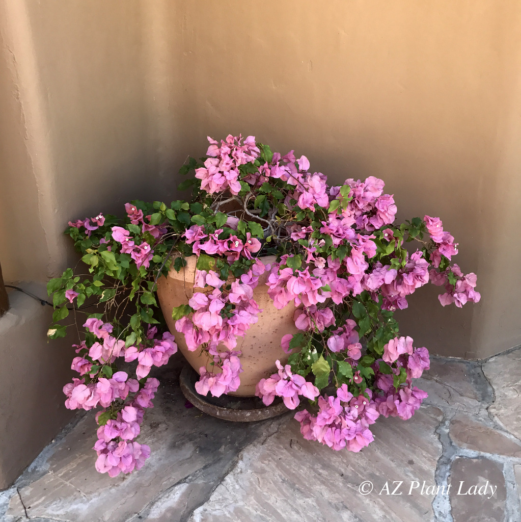 Bold pink flowery plant in container