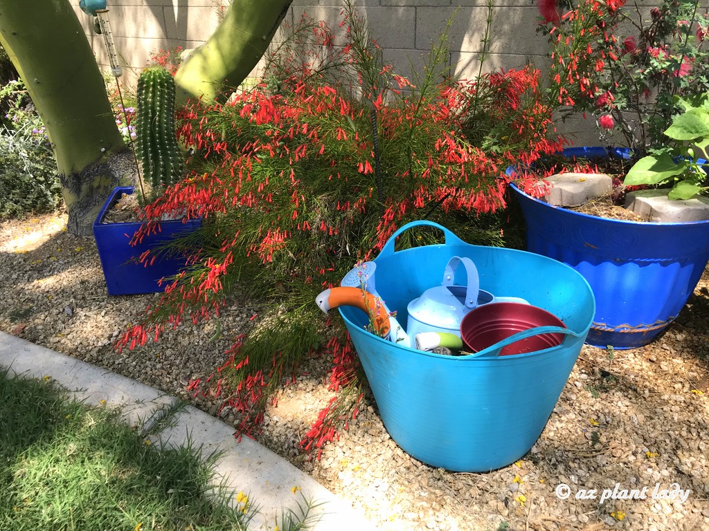 Fountains of Orange Coral Fountain Ramblings from a Desert Garden