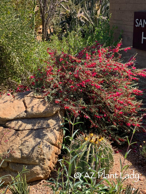 Springfield Plateau Burning Bush