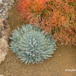 Agave macroacantha with 'Firesticks'