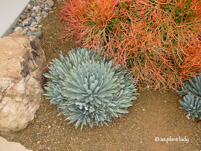 Agave macroacantha with 'Firesticks'