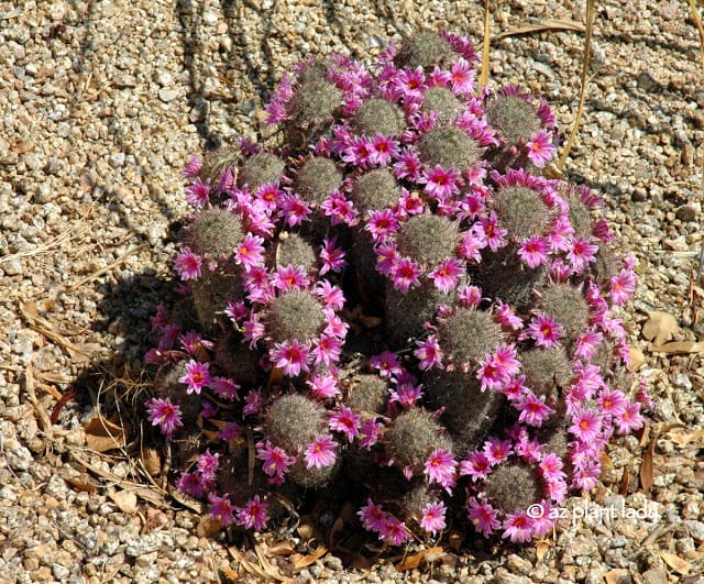 Fishhook Cactus: Pink Crown of Flowers