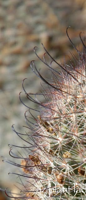 Fishhook Cactus