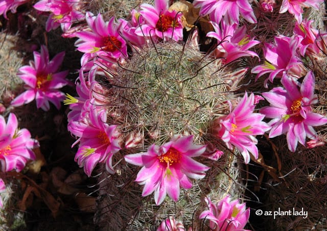 Fishhook Cactus