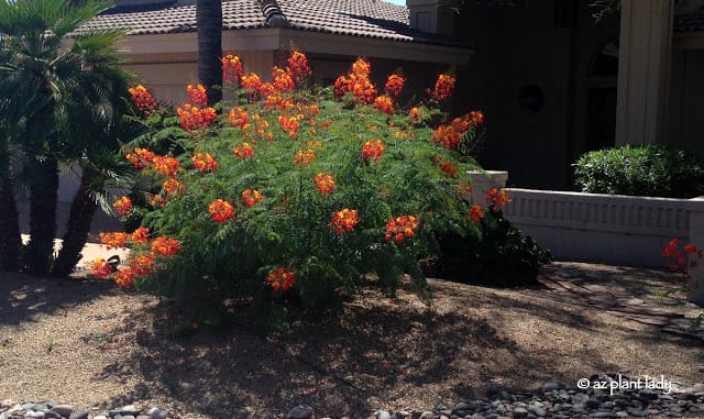 prune flowering shrubs