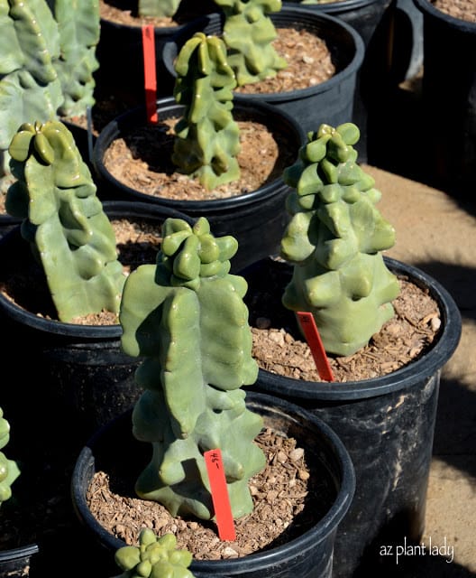 Lophocereus schottii 'Monstrose'