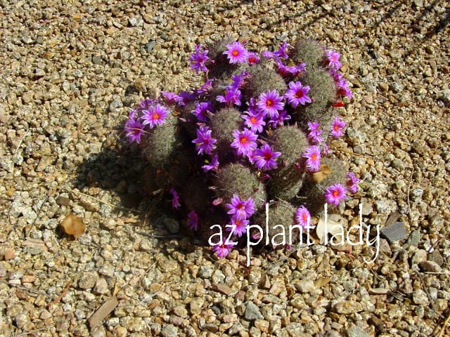 Fishhook Cactus