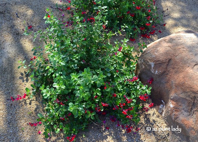 Salvia_greggii_Red_Autumn_Sage