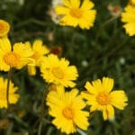 Tetraneuris_acaulis_flowers_Angelita_daisy