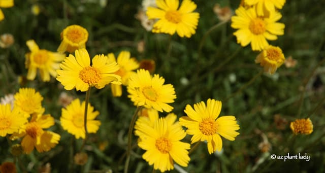 Tetraneuris_acaulis_flowers_Angelita_daisy