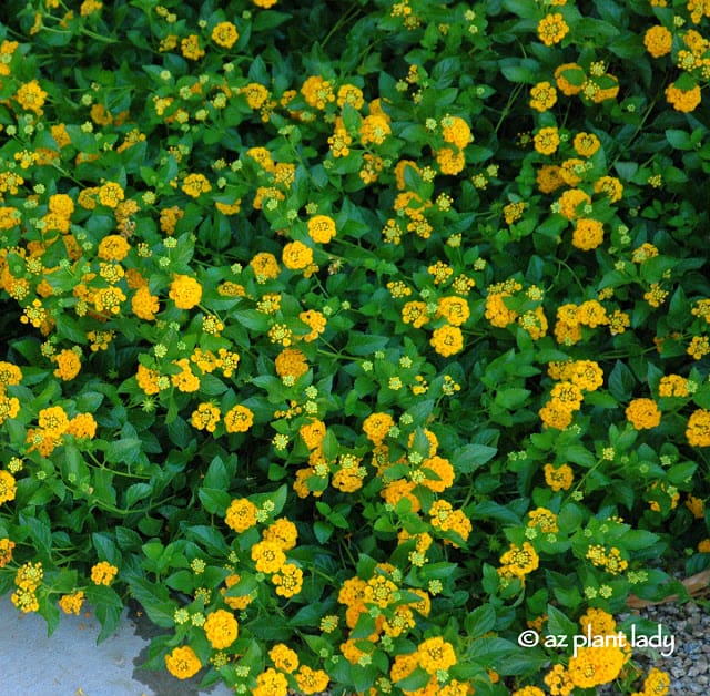 prune flowering shrubs