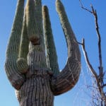 large_saguaro_cactus_Carnegiea_gigantea