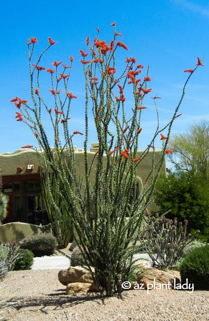 Ocotillo