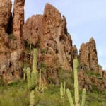 Saguaro cactus