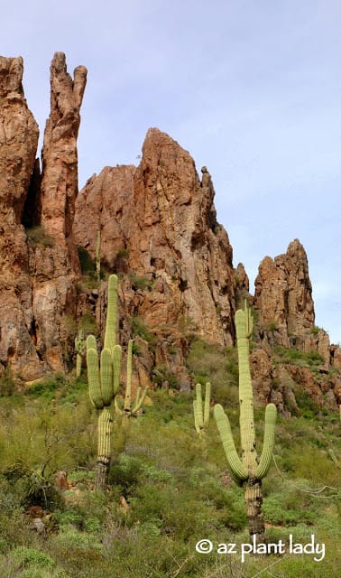 Saguaro cactus