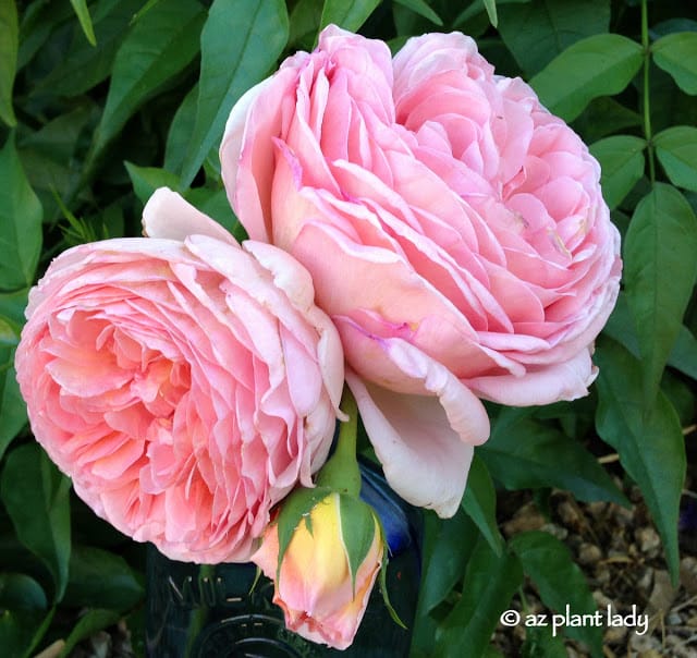 'Abraham Darby'