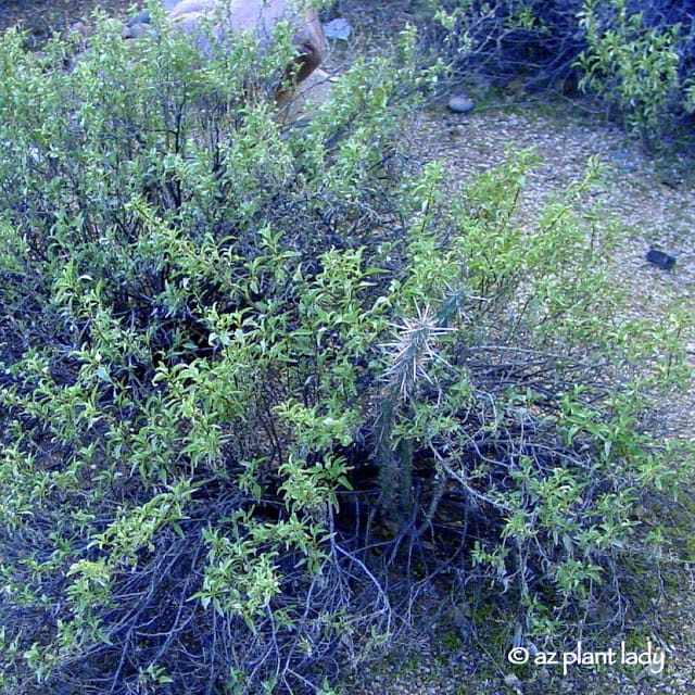 Young buckhorn cholla emerging from its bursage nurse plant