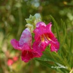 desert willow tree