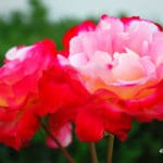 Double_Delight_Hybrid_Tea_Rose