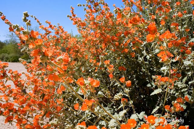 drought tolerant