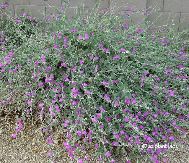 Globe Mallow