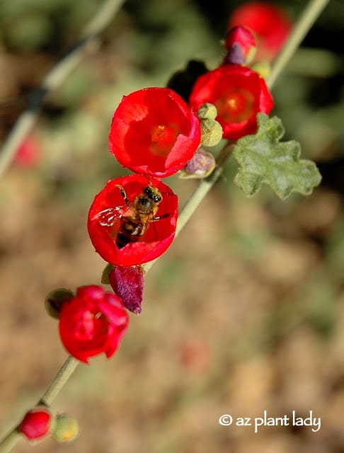 drought tolerant