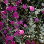 Globe Mallow