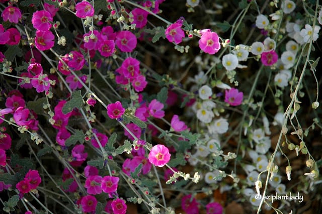 Globe Mallow