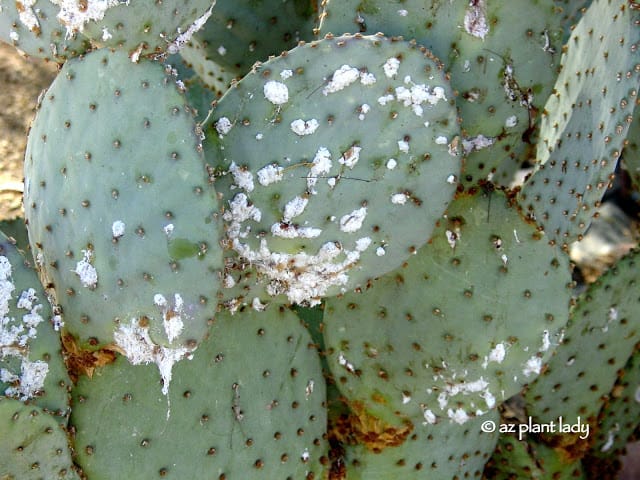 santa rita prickly cactus disease