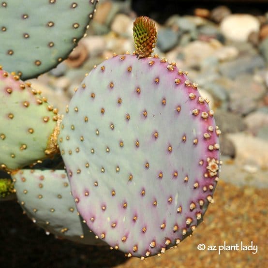 close up of prickly cactus