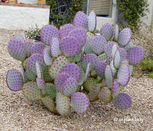 ~PURPLE PRICKLY PEAR~Gorgeous succulent cactus paddle plant 