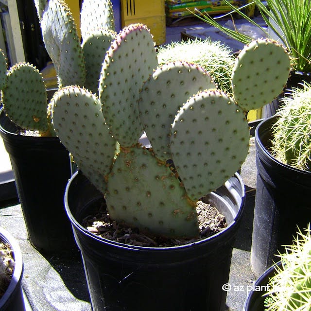 opuntia santa rita on roots pot 10cm cactus succulent