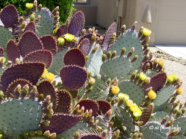 prickly cactus in full bloom