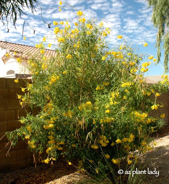 Yellow Bells 