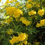 Tecoma_stans_stans_Yellow_Bells