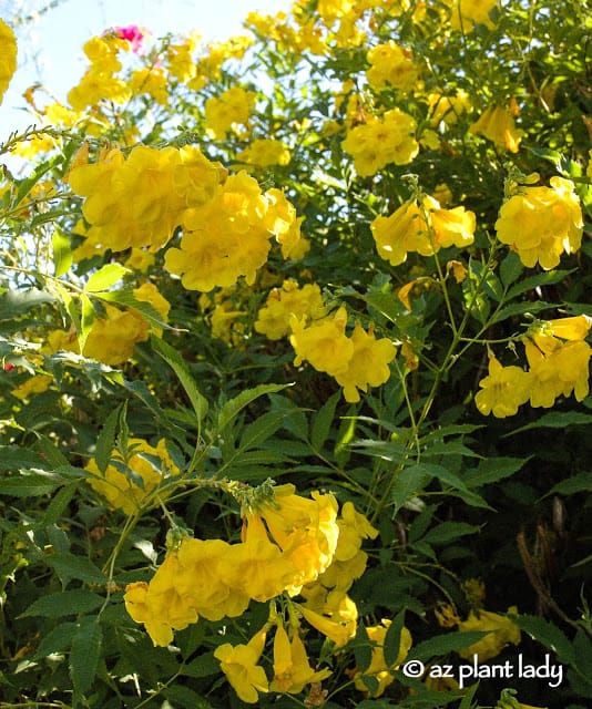 Yellow Bells 