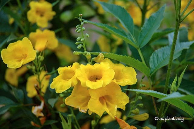 Yellow Bells 