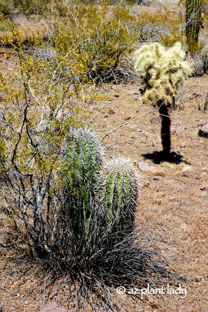 Two young saguaro cacti 