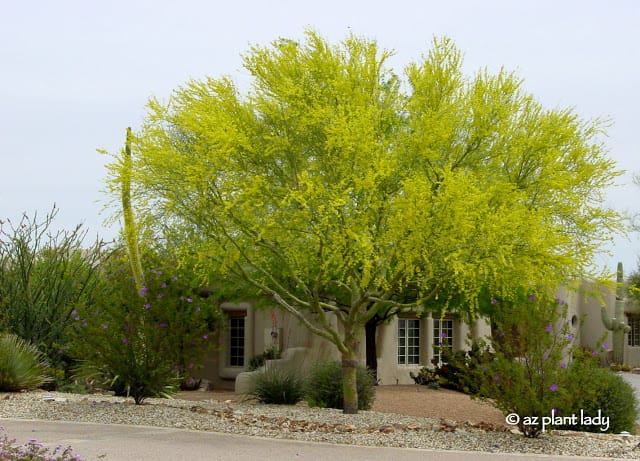 Large blooming palo verde an Iconic tree