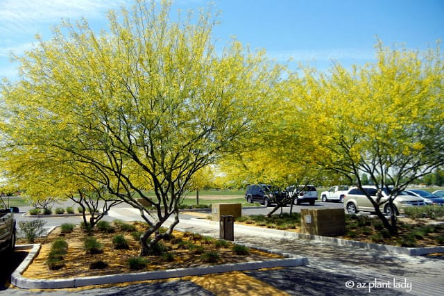 'Desert Museum' Palo Verde planted in groups along a walkway 